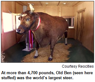 At more than 4,700 pounds, Old Ben (seen here stuffed) was the world’s largest steer.
