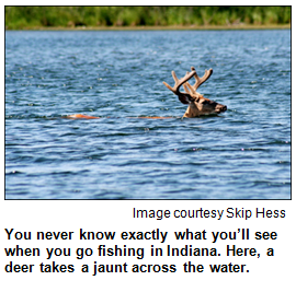 Deer swimming. Image courtesy Skip Hess.