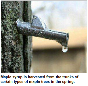 Maple syrup is harvested from the trunks of certain types of maple trees in the spring.