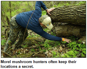 Morel mushroom hunters often keep their locations a secret. Man is shown looking under a fallen tree.