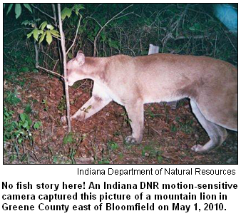 Mountain lion in Greene County, Ind.