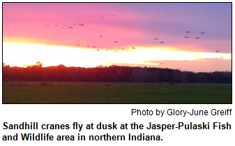 Sandhill cranes fly at dusk at the Jasper-Pulaski Fish and Wildlife area in northern Indiana. Photo by Glory-June Greiff.