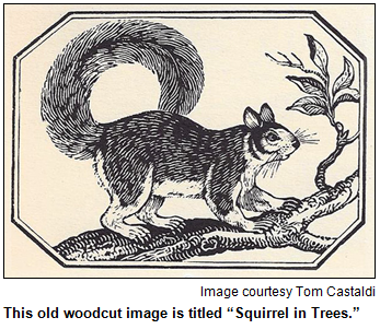 This old woodcut image is titled “Squirrel in Trees.” Image courtesy Tom Castaldi.