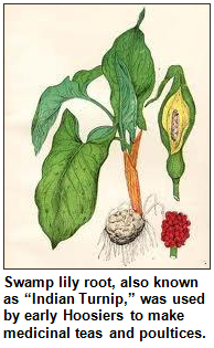 Swamp lily root, also known as “Indian Turnip,” was used by early Hoosiers to make medicinal teas and poultices.
