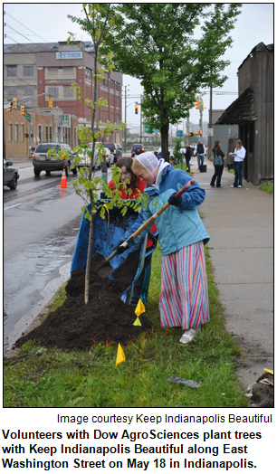 Volunteers with Dow AgroSciences plant trees with Keep Indianapolis Beautiful along East Washington Street on May 18 in Indianapolis. Image courtesy Keep Indianapolis Beautiful.